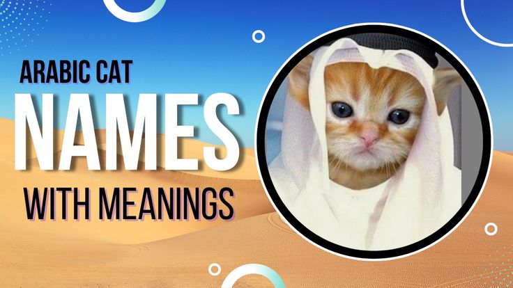 an orange and white cat wearing a blanket with the words name's with meaningss