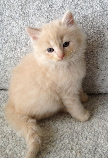 a small kitten sitting on top of a couch