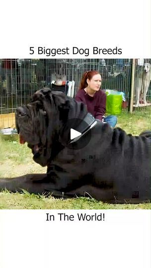 a woman sitting next to a large black dog on top of a grass covered field