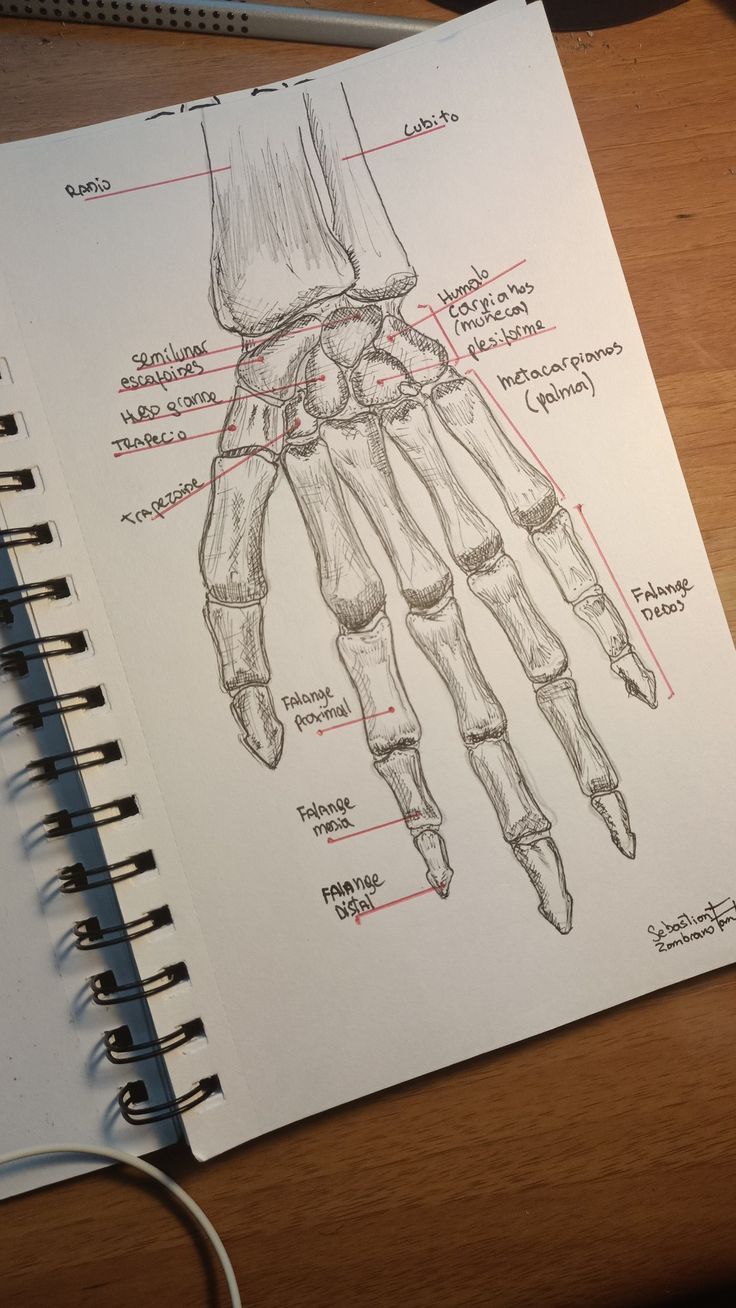 Bones hand draw Drawing Bones, Medical Aesthetic Drawing, Biology Sketchbook, Medical Anatomy Drawing, Anatomy Drawing Aesthetic, Anatomical Drawings Sketches, Hand Bone Drawing, Gcse Art Sketchbook Anatomy, Anatomy Drawing Bones