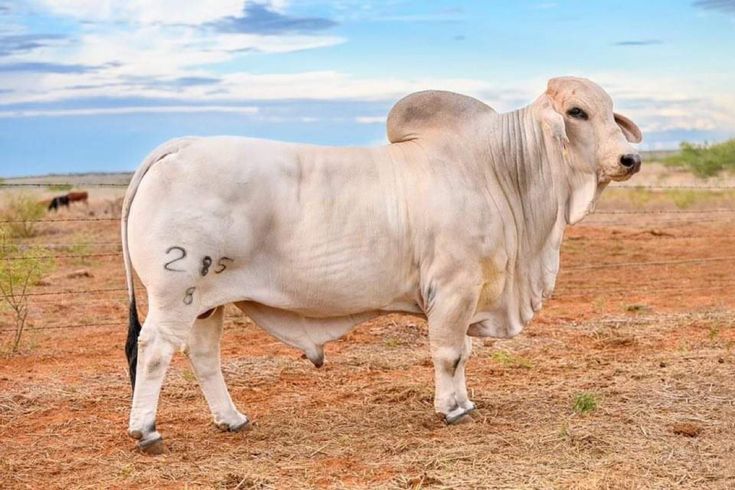 a large white cow standing on top of a dry grass field