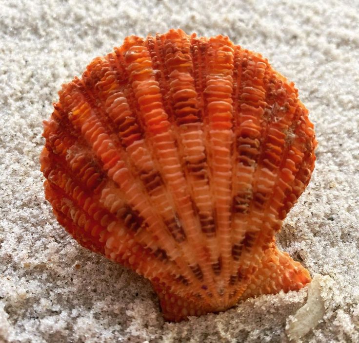 an orange sea shell sitting on the sand