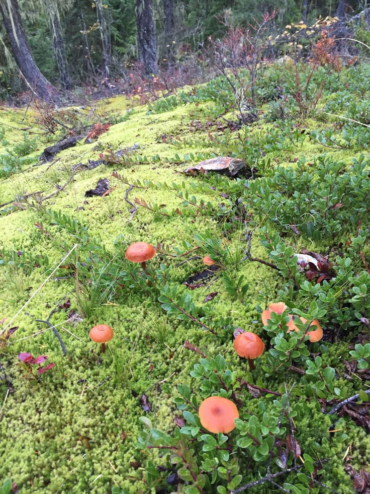 small orange mushrooms growing on the mossy ground in an area with trees and bushes