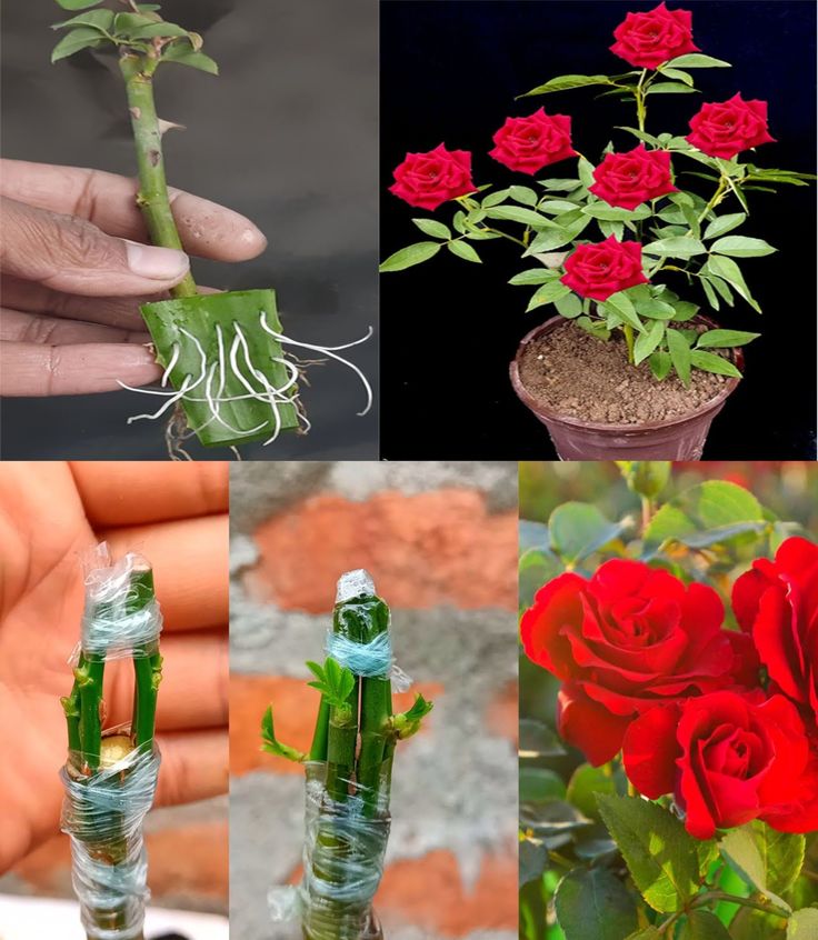 there are four different pictures with flowers in them, one is red and the other has green stems