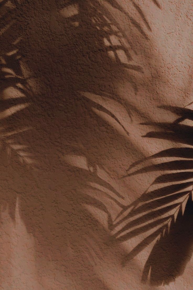 the shadow of a palm tree leaves on a wall