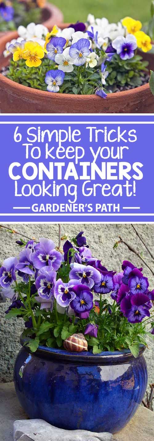 purple pansies in blue pots with text overlay reading 6 simple tricks to keep your containers looking great garden's path