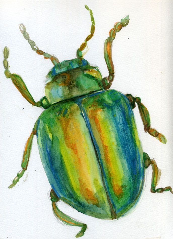 a watercolor drawing of a beetle on a white paper with green, yellow and blue stripes