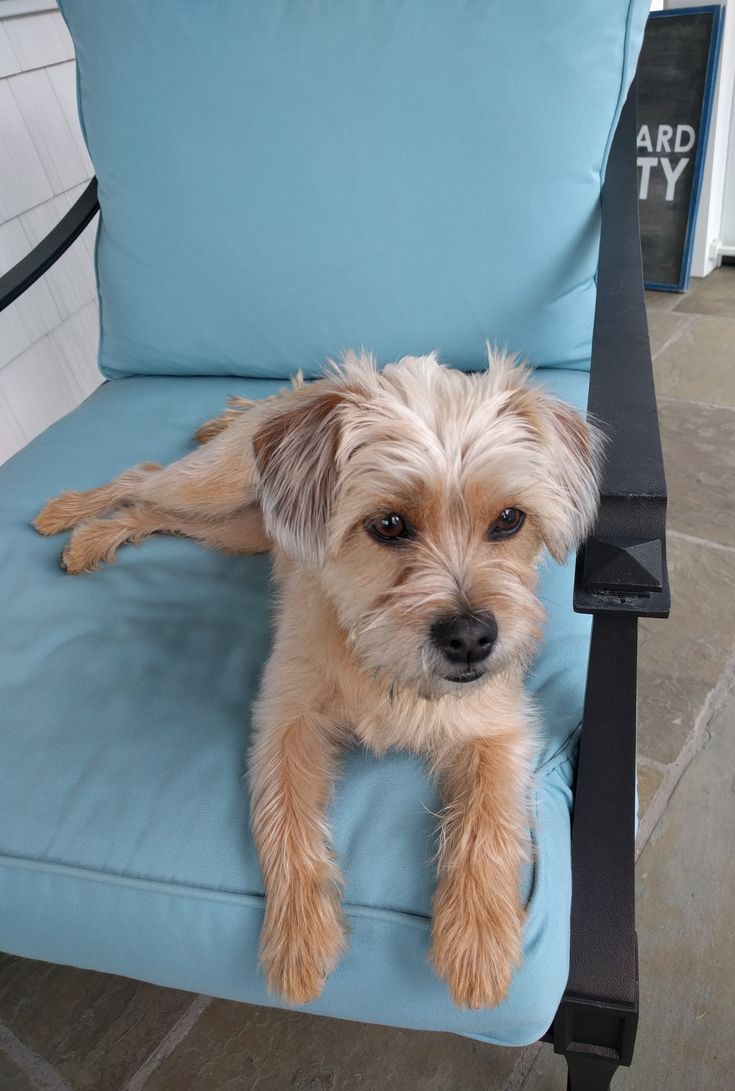 a small dog laying on top of a blue chair