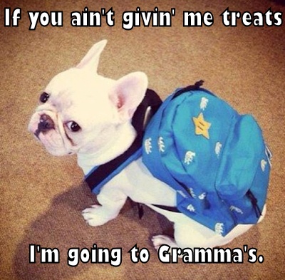 a small white dog with a blue backpack on it's back and the caption if you ain't give me treats i'm going to cramas