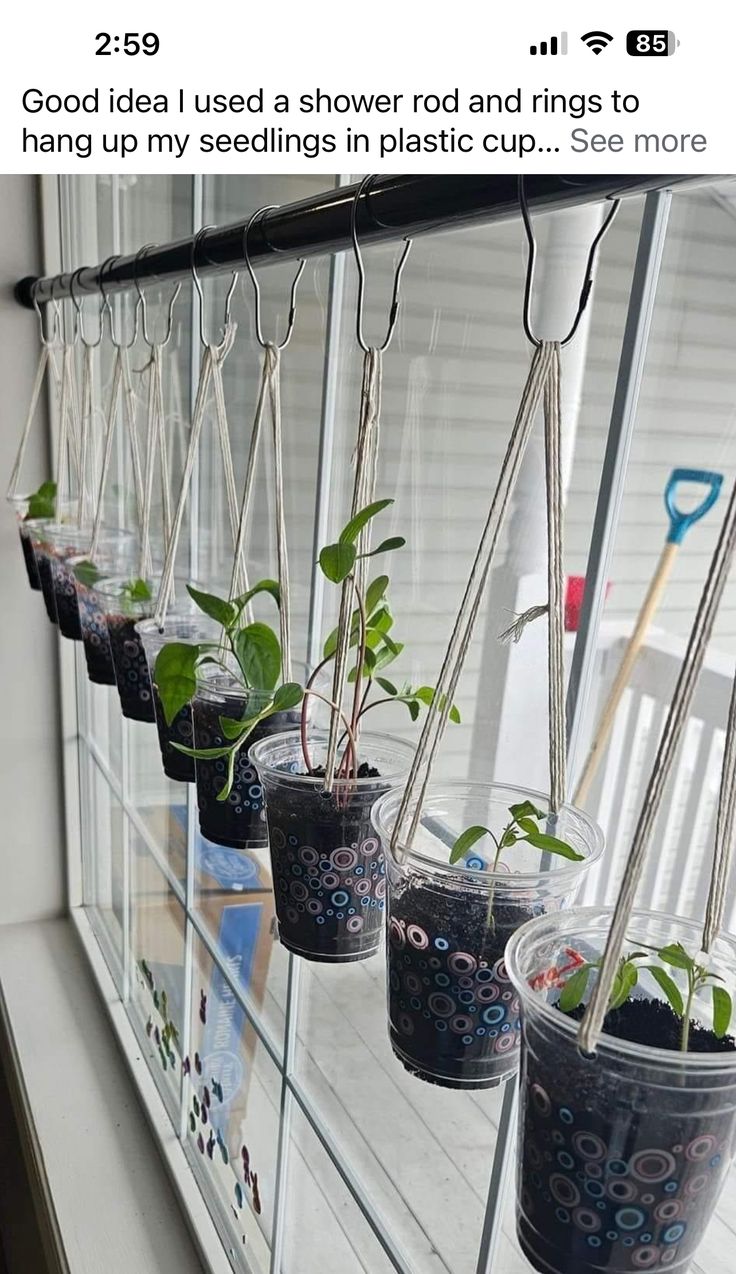 some plants are growing in plastic cups on the window sill and hanging from hooks