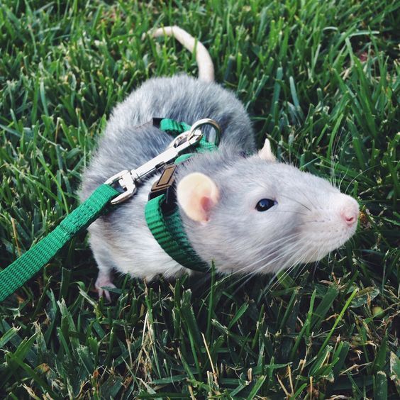 a gray rat is tied to a green leash on the grass with it's head down