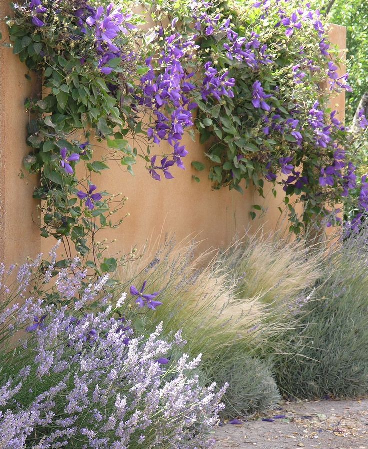 an instagram page with purple flowers and green plants on the side of a building