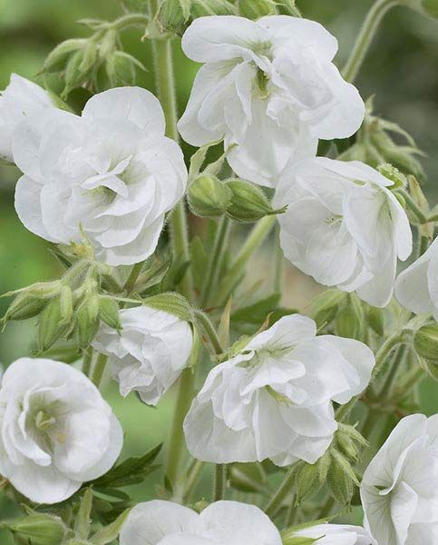 white flowers with green leaves in the background