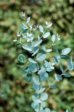 a plant with green leaves is shown in the foreground