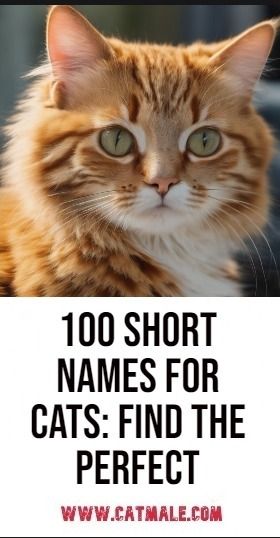 a close up of a cat with the words'100 short names for cats find the perfect '