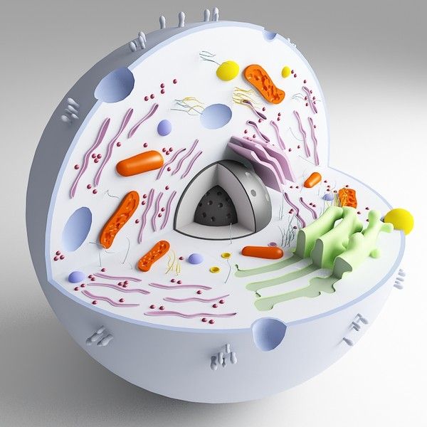 an animal cell is shown with many different things inside it