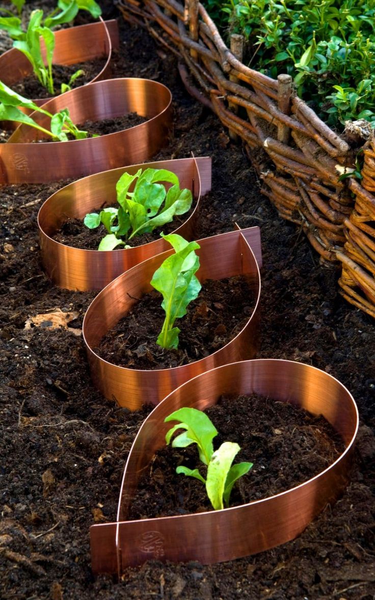 several metal planters are lined up in the ground with plants growing out of them