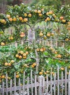 an apple tree with lots of fruit growing on it's branches near a fence