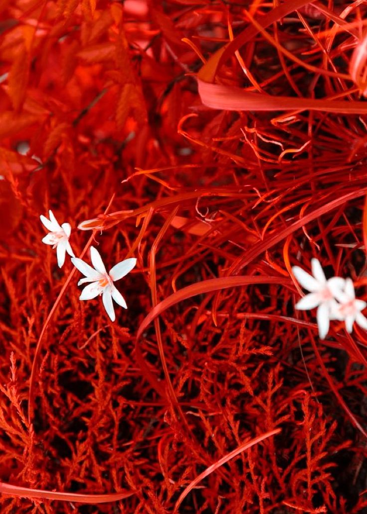 two white flowers sitting on top of red grass