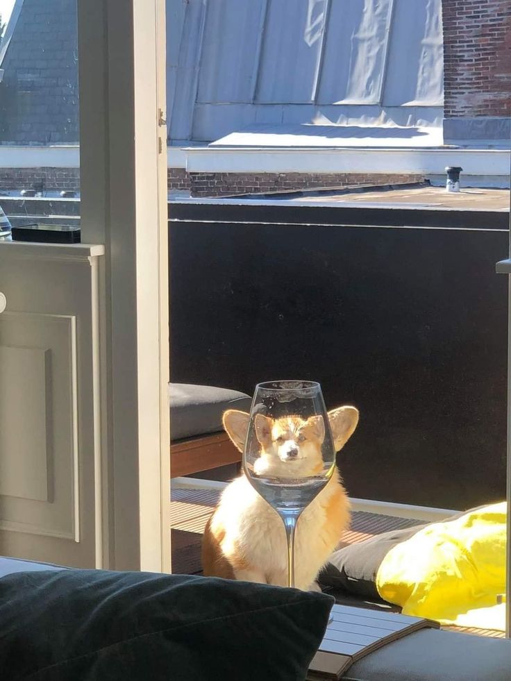 a small dog sitting in front of a window with a wine glass on it's head