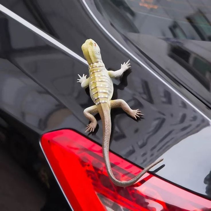 a small lizard is sitting on the hood of a black car with it's tail up