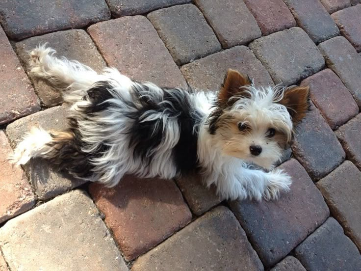 a small dog sitting on top of a brick walkway