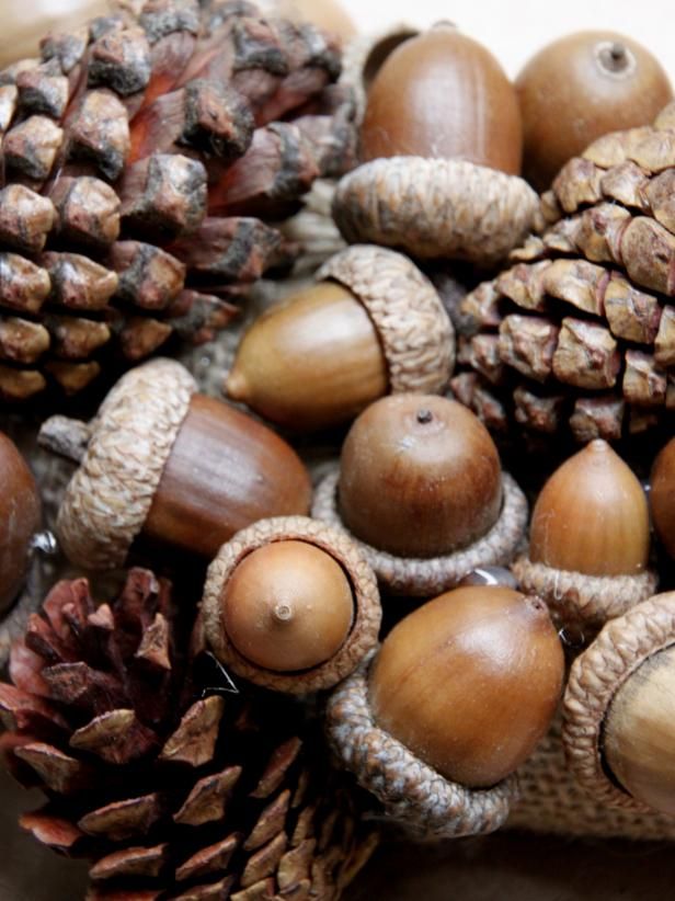 many different types of pine cones and acorns