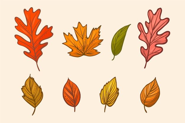 different types of leaves are shown in this drawing style, including orange and red ones