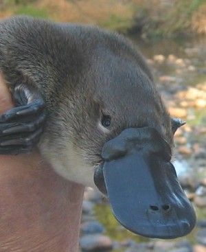 a duck is being held by someone's hand with a rubber band around it