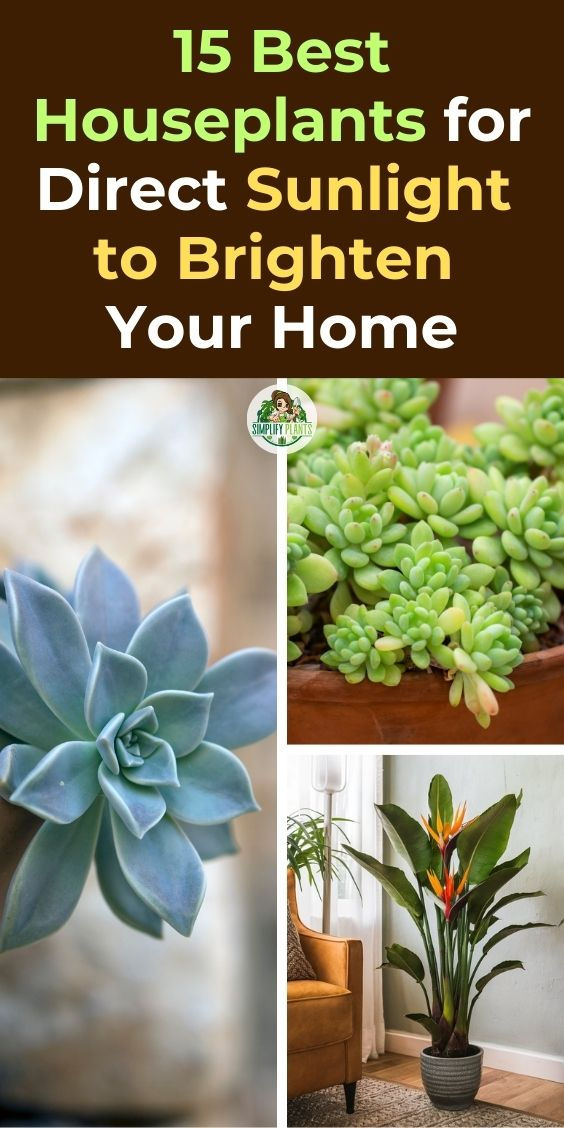 15 Best Houseplants, Direct Sunlight, Brighten Your Home, Indoor Gardening, 
Sun-Loving Plants, Houseplant Care, Natural Light, Home Decor, Plant 
Parenting, Gardening Tips, Sunlight Requirements, Houseplant Aesthetics, 
Indoor Plants, Plant Care, Sunlight Exposure Bright Light House Plants, Direct Sun Houseplants, Direct Light House Plants, Direct Sunlight Plants Indoor, Direct Sunlight Plants Outdoor, Zero Sunlight Indoor Plants, Bright Light Plants, Plant Food Diy, Indoor Gardening Diy