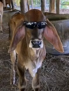 a cow with sunglasses on its head standing in hay