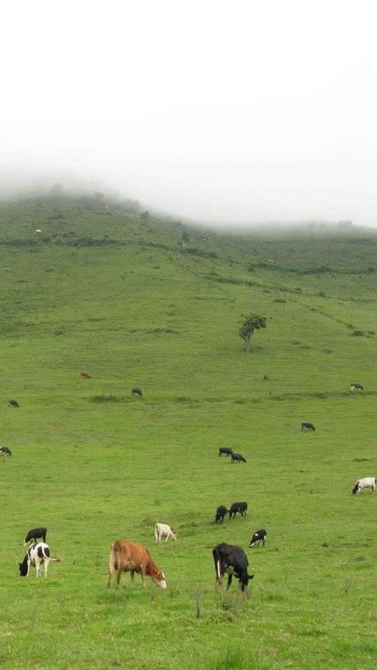 a herd of cattle grazing on top of a lush green field next to a hill