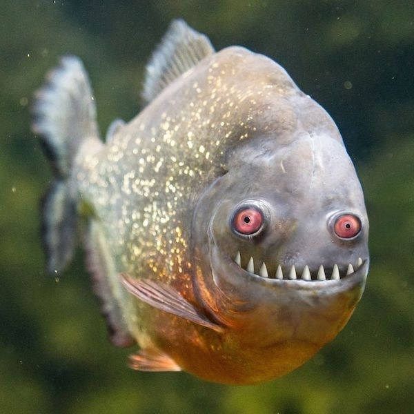 a close up of a fish with its mouth open