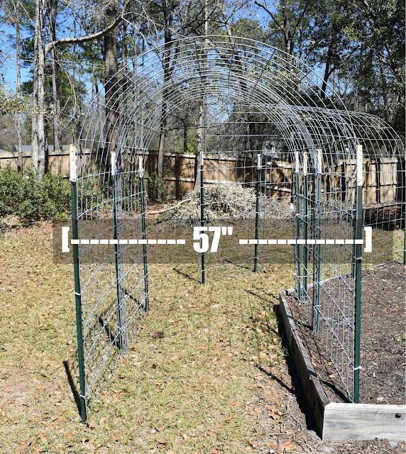 an outdoor garden area with wire fencing and trees in the background, measuring for height