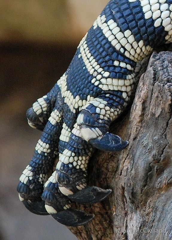 a close up of a lizard's hand on top of a tree