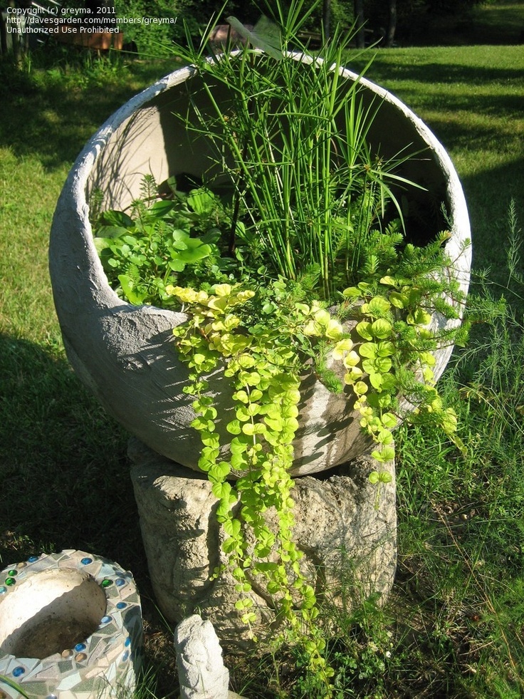 there is a planter with plants in it on the ground next to a rock