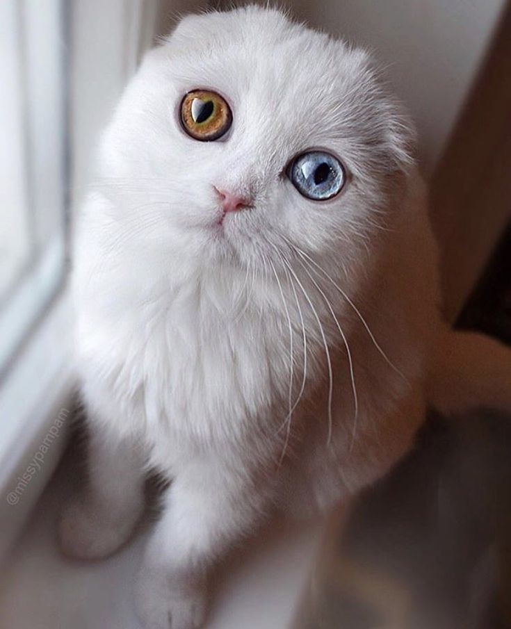 a white cat with blue eyes looking up at the camera while standing in front of a window