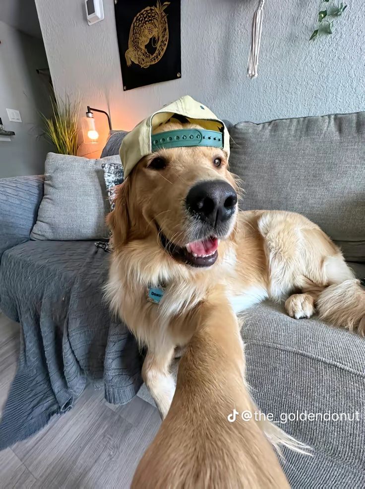 a dog wearing a hat sitting on top of a couch