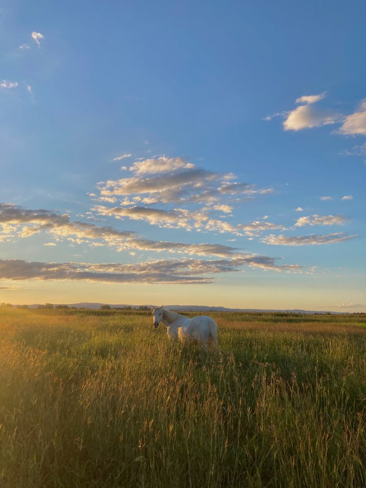 two white horses standing in tall grass under a cloudy blue sky at sunset or dawn