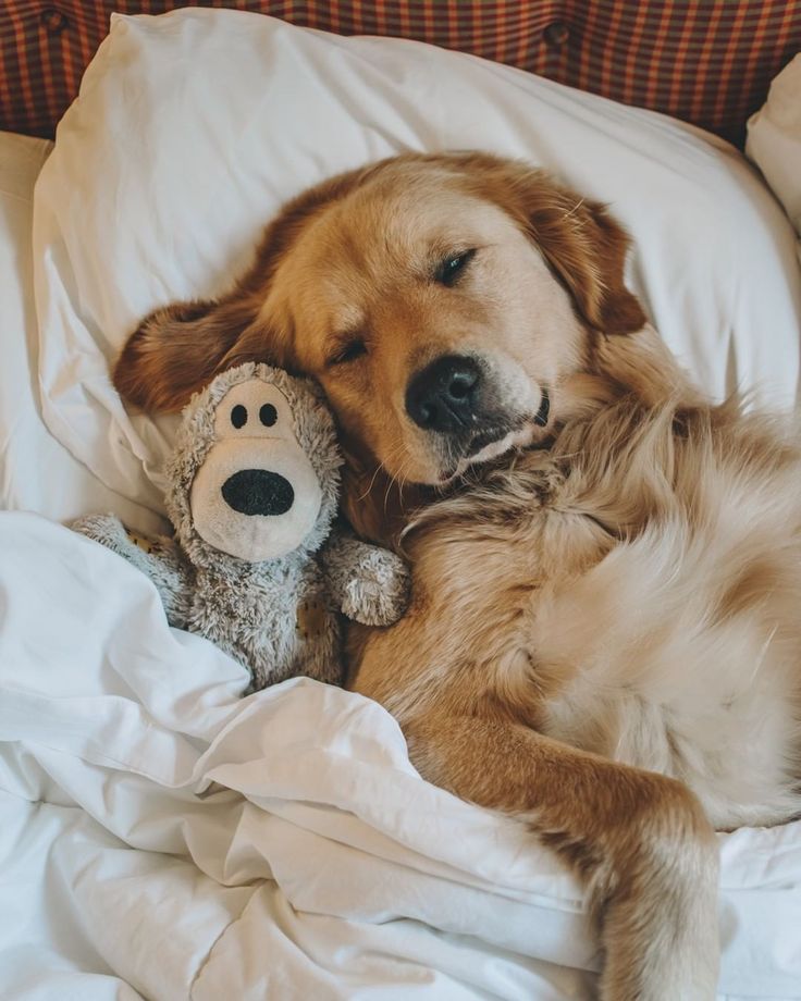 a brown dog laying on top of a bed next to a stuffed animal