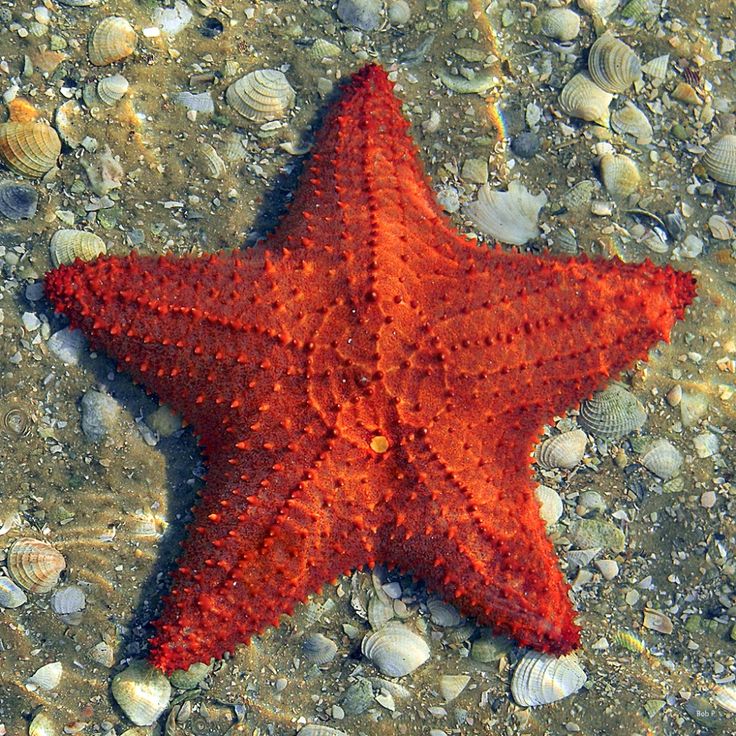 a red starfish laying on top of a sandy beach