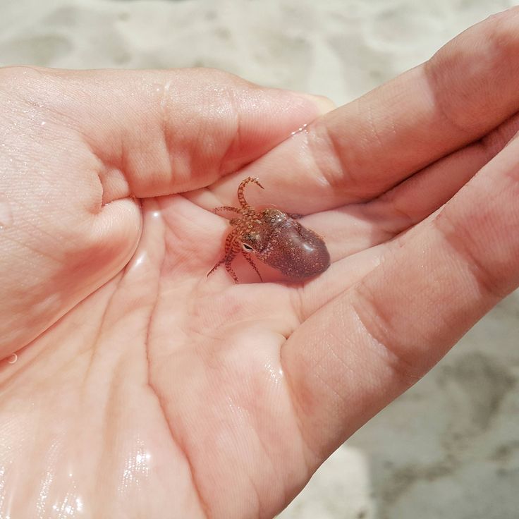 a small spider sitting on the palm of someone's hand