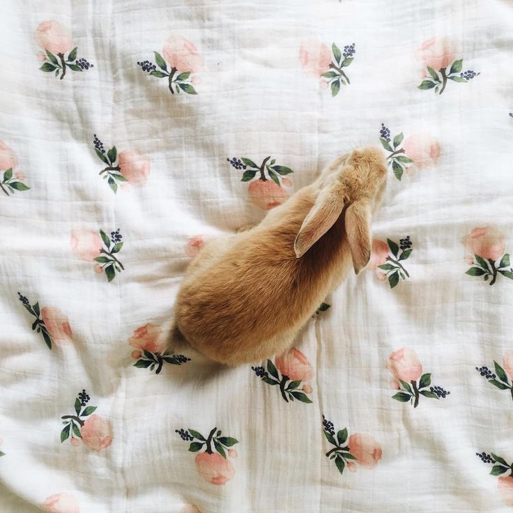 a small brown rabbit laying on top of a bed covered in pink and green flowers