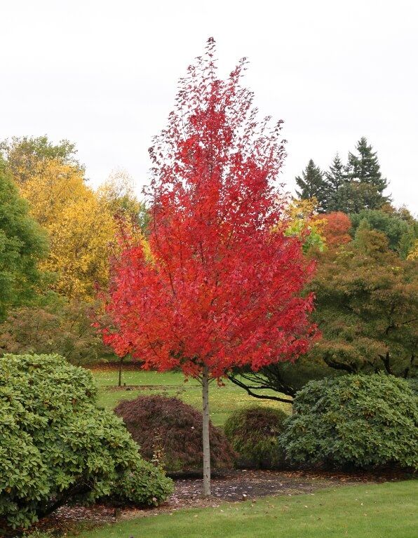 a red tree in the middle of some bushes