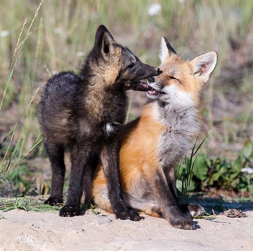 two foxes are playing with each other in the grass and dirt, while one is rubbing its face against another's ear