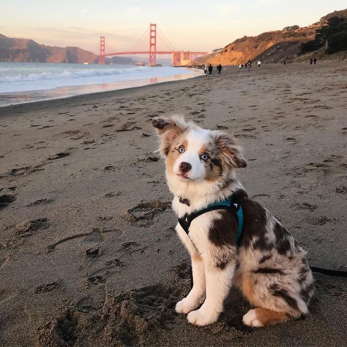 a dog is sitting on the beach by the water