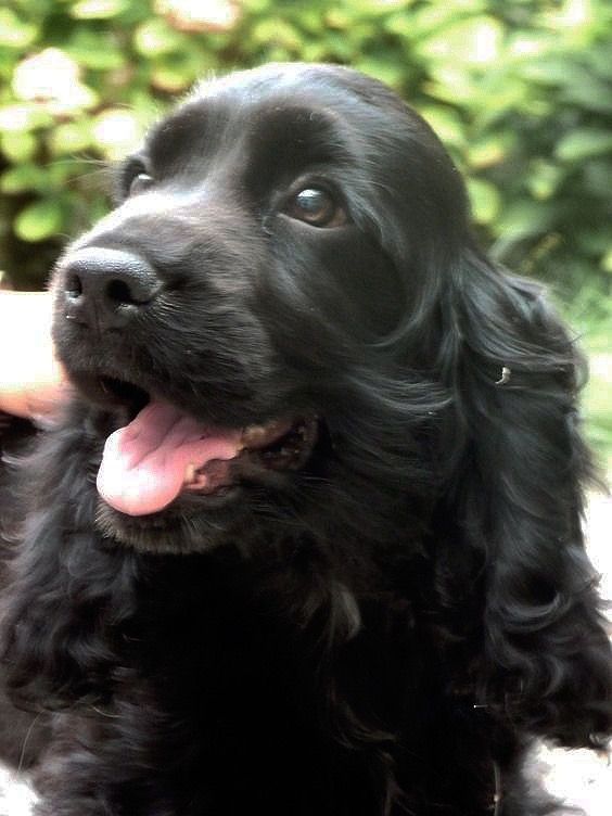 a close up of a dog with its tongue out