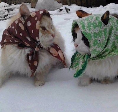 two cats wearing scarves in the snow with caption baubushkats