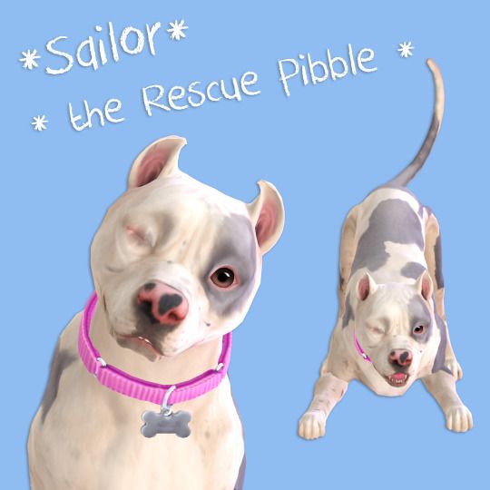 two white dogs with pink collars standing next to each other on a blue background