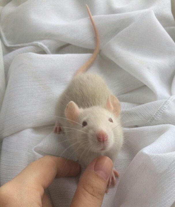 a person holding a small white rat on top of a bed next to a blanket